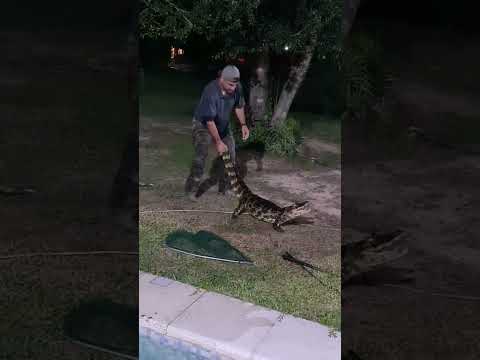 🐊 Inesperado hallazgo en Chaco