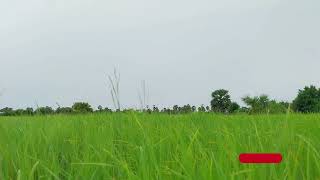 Download lagu Mengapa Suara Burung Menjadi Rahasia Fokus Penderita ADHD – Suasana Sawah (Tanpa Musik) mp3