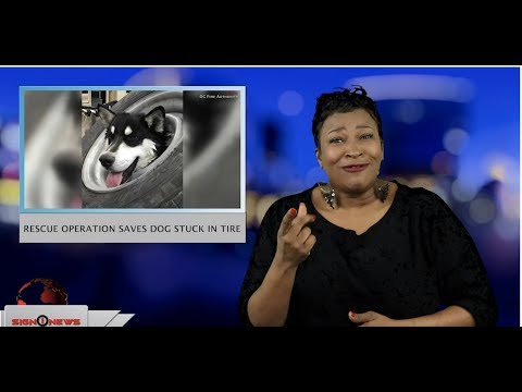 Rescue operation saves dog stuck in tire (ASL - 2.21.19)