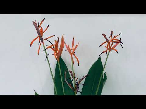 Aisha Retno - Nukilanku (cover by me)