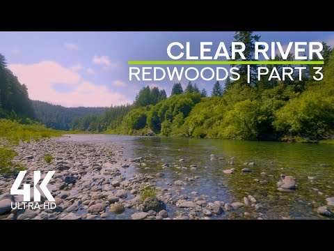 Gentle Bird Songs & Flowing Stream Sounds for Deep Relaxation - 8K Redwood Forest Clear River - #3
