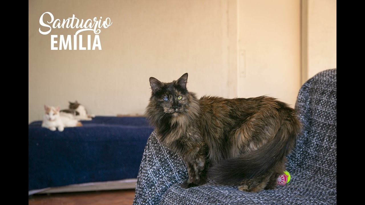 Ayuda a los gatos del Santuario Emilia