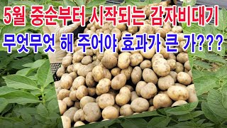 5월 중순부터 시작되는 감자 비대기!!! 무엇무엇 해주어야 효과가 큰가?(감자 재배, 감자 심기, 감자 비대…