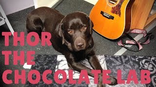 Thor the Chocolate Lab Music Video