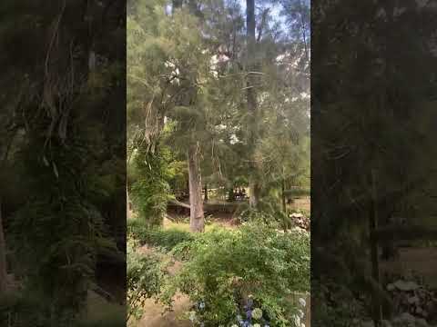 Les recomiendo ir a la Isla de Tigre 🇦🇷🔥 #argentina #buenosaires #tigre #isladetigre