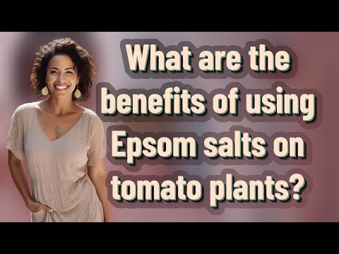 What are the benefits of using Epsom salts on tomato plants?