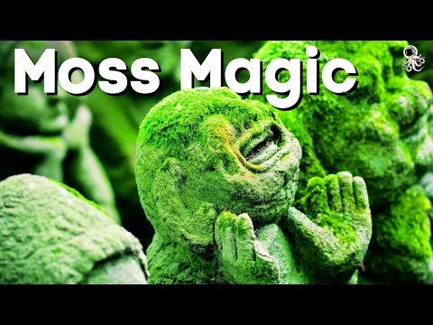 Grow MOSS Like a PRO: 7 Moss-Know Secrets