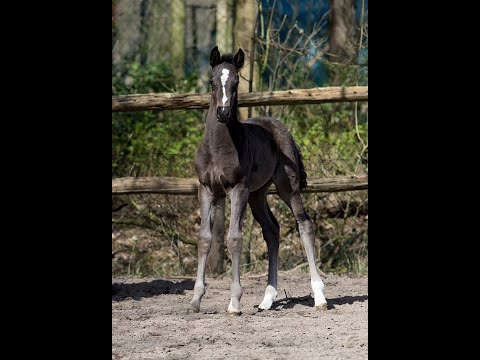 SOLD !!! ***** Dolce von Dancier Gold - Likoto xx