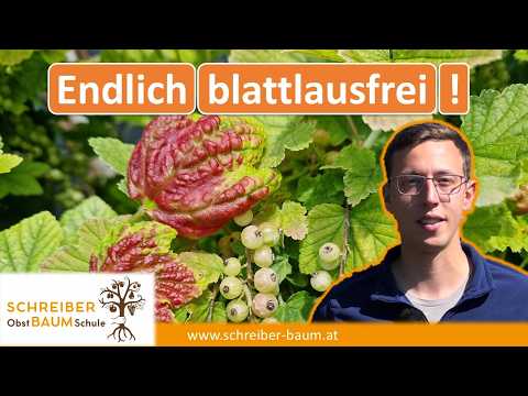 Nie wieder Probleme mit Blattläusen! Die effektivsten Tipps und was pure Zeitverschwendung ist