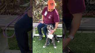Video preview image #1 American Pit Bull Terrier-Unknown Mix Puppy For Sale in Pasadena, CA, USA