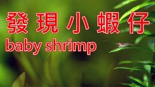 發現小蝦仔 | 極火蝦生小蝦 | baby shrimps | my red shrimp has baby