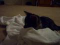 Small Cute Kitten