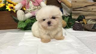 Video preview image #1 Maltese Puppy For Sale in SAN FRANCISCO, CA, USA