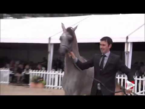 N 86 ALEXXANDERR   Menton 2015   Yearling Colts 1 year old Class 6A