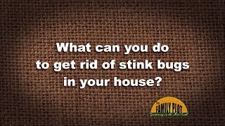 Q&A - How do you get rid of stink bugs in your house?