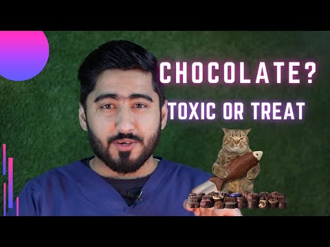 Can Cats Eat Chocolate? How Much Chocolate is Toxic to Cats? || Animalia Dot Pk