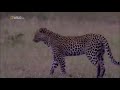 Our Planet Nature Lions Hunting Animals Nat Geo Wild National Geographic Documentary HD 2020