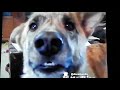 Un Perro Dominicano