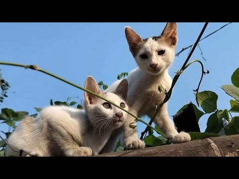 Nishi and Shonkhomala urf SHAMBHOOO !!! 🐅🐅