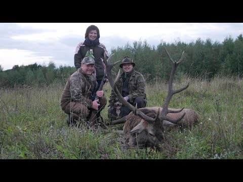 Starker alter Zwölfer liegt auf der Strecke - Jagd zur Hirschbrunft in Polen / Masuren