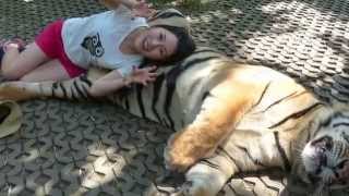 preview picture of video 'CHIANG MAI, THAILAND: INSIDE THE TIGER COMPOUND. CLOSEUP & PERSONAL. TRAVEL, CULTURE...'