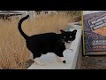 Tuxedo Cat Asking Me For Food With Her Cute Meow Is Very Hungry