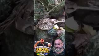 Jararaca predando uma rã em Paranapiacaba Santo André SP? #biologohenrique #animais #biologo