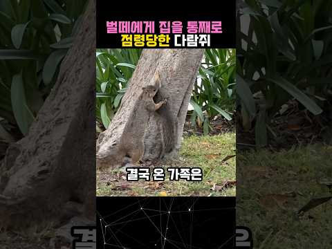 집을 벌들에게 송두리째 빼앗겨버린 다람쥐 #다람쥐 #벌떼 #animals