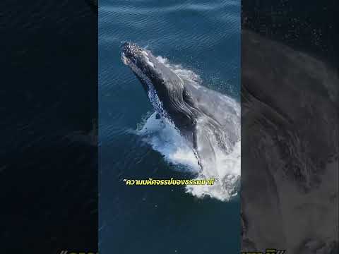 นี่คือวิธีหาอาหารของ “วาฬหลังค่อม” #วิทยาศาสตร์ #วาฬ #เกลียวฟีโบนักชี #สัตว์
