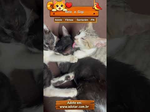 Vídeo de Bela e Gigi 