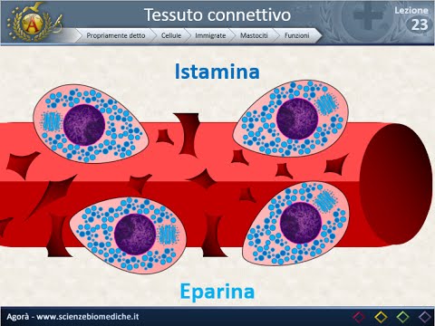 Istologia 23 - Mastociti e plasmacellule