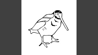 Albatross