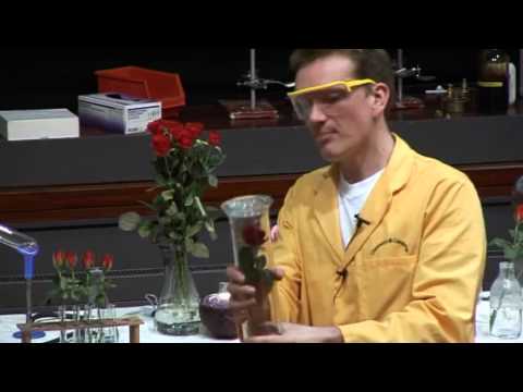 Free Range Chemistry  15 - Rose in Ammonia