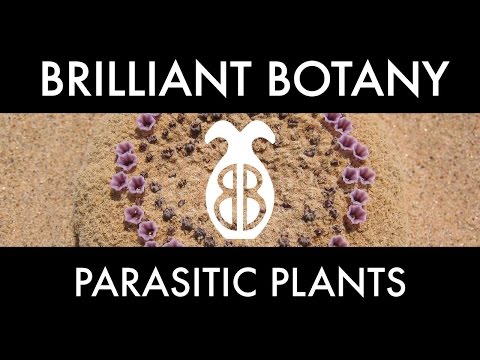 The Weird World of Parasitic Plants