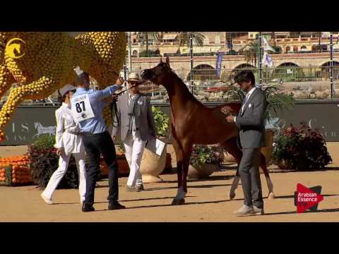 N.87 ENZINO PCF - MENTON 2017 - Yearling Colts (Class 6A)