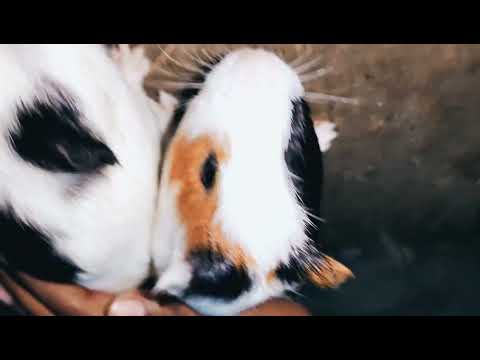 different pets at my house.... and these  activities.....