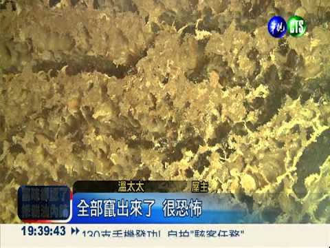 虎頭蜂4樓窗戶築巢 屋主皮皮剉