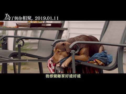 【為了與你相聚】2019最暖心萌寵電影  前導預告 01.11 只想回到你身邊