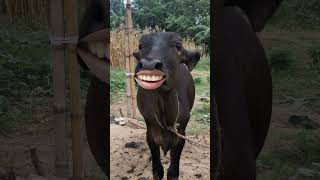 Download lagu Kaka Pani lao re funny cow 🤣🤪🤪 #goatcomedy #comedyfilms #funny #junglecomedy #funnycomedy #cow mp3