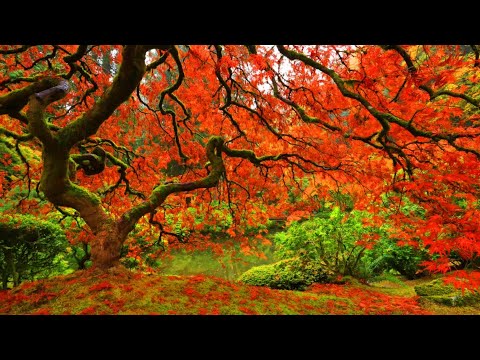 3 Hours| Japanese Meditation Music| Zen Garden| Koto Instrumental| Calm Sleep, Spa, and Yoga Music