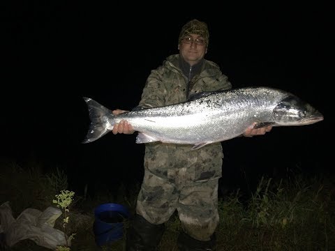 Ловля семги на севере. Рыбалка сетями / Fishing for salmon