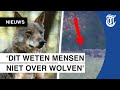 Jagende wolf haarscherp vastgelegd