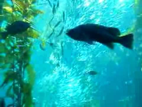 Monterey Aquarium - 