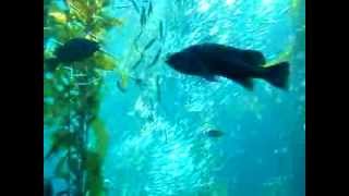 Monterey Aquarium - 