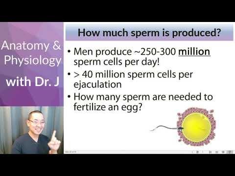 PHYL 142 | Reproductive (Male) | Aging & Fertility