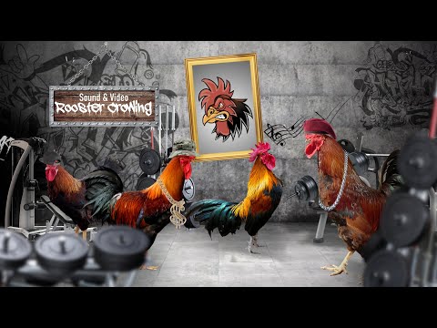 Animal Sounds of The Big Roosters Crowing Compilation