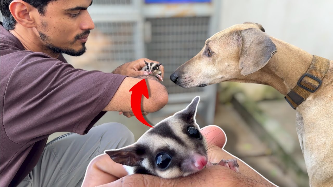 DANGEROUS meeting EVER..😳 MARAN meets SUGAR..😨