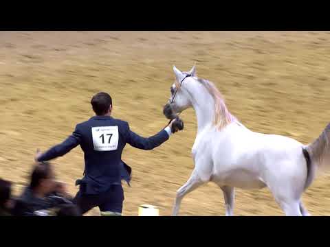 17  LR ERA DE EXCALIBUR    Yearling Fillies A @ All Nations Cup