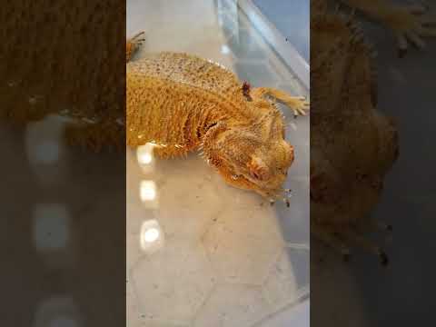 THIS CAN KILL YOUR BEARDED DRAGON AFTER A BATH! #shorts