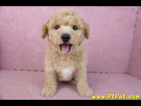 01/20泰迪比熊公幼犬(屏東內埔)